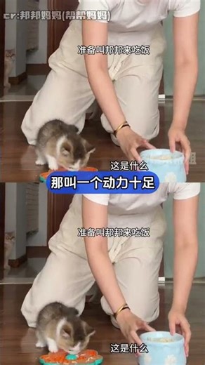 巾巾：媽媽醬，我不是你最疼的小咪了嗎？（素材來源于：邦邦媽媽(幫幫媽媽) ）#抽象 #鏟屎官日常 #貓咪 #吸貓 #大咪小咪的日常