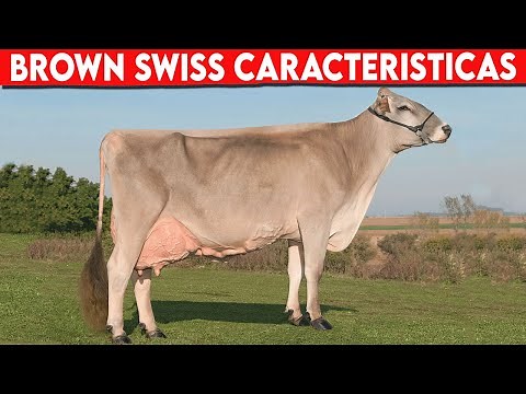 🔴 BROWN SWISS CARACTERISTICAS TAMBIEN CONOCIDO COMO PARDO SUIZO ✅ Vacas Lecheras