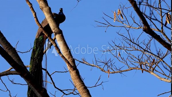 A real time wildlife video capturing an indian peafowl (Pavo cristatus) male bird perched calmly on the top of a tree branch during a quiet winter morning in Himachal Pradesh, India.