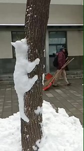 8.2K views · 17 reactions | Tree-hugging cats are real. | Media 3 | Facebook