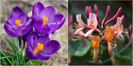 The best pollinator plants for every month of the year