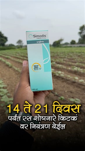 कापूस थ्रिप्स नियंत्रण | Syngenta Simodis information 🔥🔥 | शेतकरी पुत्र अनिकेत शेळके