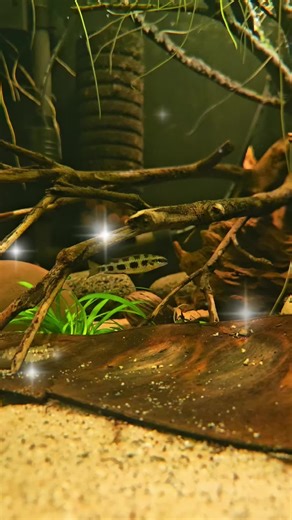 checkerboard cichlid #blackwater #aquarium #tropicalfish