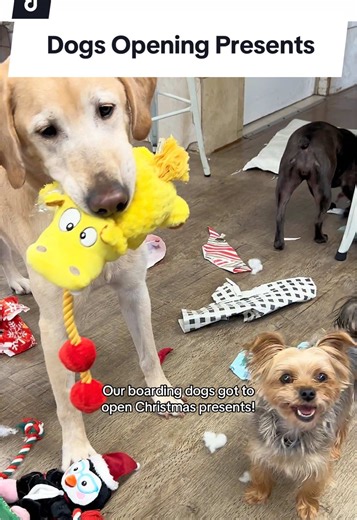 The cutest tradition at Cha Cha’s. Our Christmas boarding dogs get to unwrap and open toys on Christmas Day! 🧸 🎾 The toys get added to our toy bin and brought out for toy time with our daycare and boarding dogs throughout the next few weeks or months (depending on how long they last before needing replacements 😆). #christmasdog #dogchristmas #openingpresents #unwrapping #dogdaycare