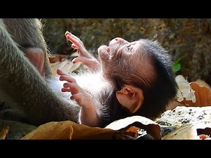 Newborn Monkey Cry Loudly And Very Hungry. MV 0175