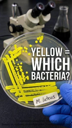 Micrococcus luteus on Nutrient Agar | Bright Yellow Colonies Explained 🔬 #bacterialculture #coccus
