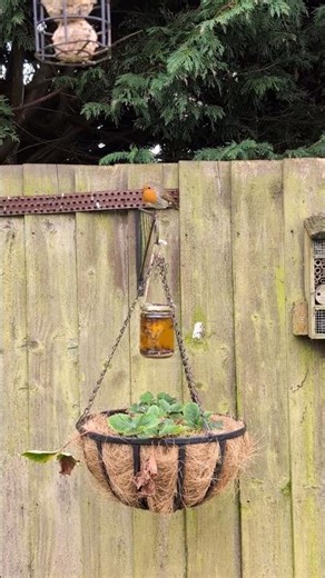 Friendly Robin turns up in my Garden!!