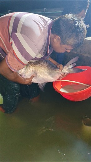Big Giant Carol Fish Breeding Process #reels #viral #fishing