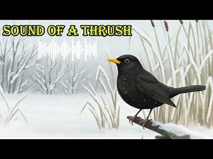 SOUND OF A THRUSH 🔊 What does a thrush sound