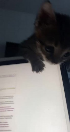 Elmo Cat Studying for His Next Exam