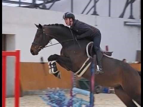 *2021 gelding, Contendro I - Carlos DZ