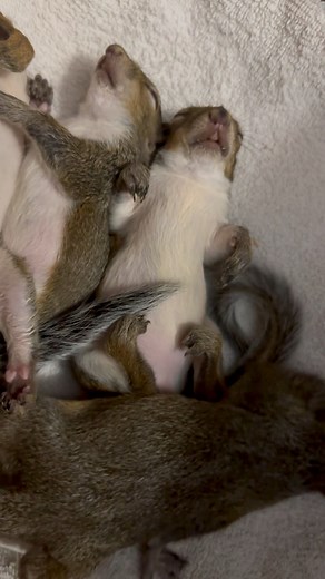 Adorable baby squirrels ❤️🐿️ #followerseveryone #viralpost2025シ #wildanimals #cutenessoverload | Squirrel Whisperer