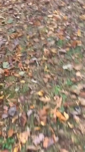 Steven O'Dell on Reels