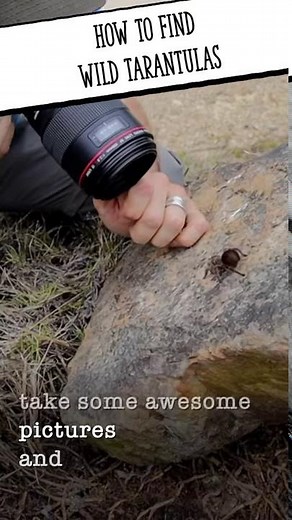 How To Find Wild Tarantulas #shorts