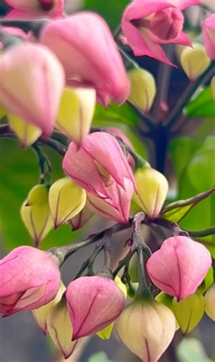 Beautiful Bleeding Heart Vine (Clerodendrum thomsoniae)#bloomingflowers # viralshort#trending