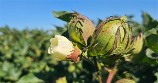 Texas cotton expert shares tips for cotton defoliation