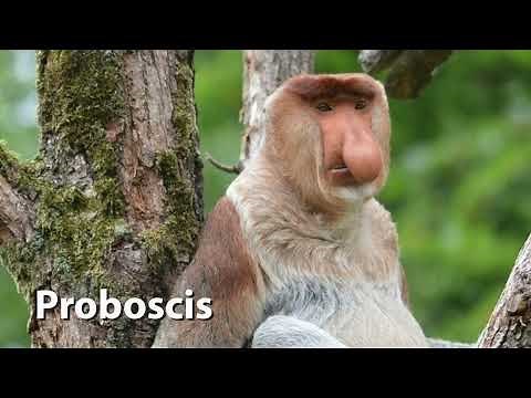 Proboscis Monkey Sounds