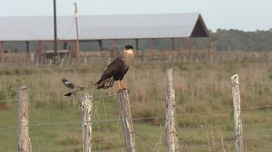 It's Monday! What was the first bird you spotted this week? Was it a Northern Mockingbird annoying a Crested Caracara? Video: Maria Chu/Audubon Photography Awards. | Audubon Florida
