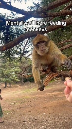 Mentally still feeding monkeys in Morocco
