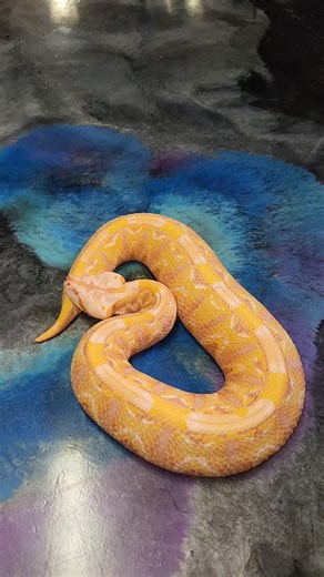 This is Miracle the Albino Gaboon Viper (Bitis rhinoceros). She was the only baby to make it full term from Autumn's breeding which then helped prove that Autumn is a het albino. She took a dump and oh did she let me know. She was freaking out as they dont like having their cover blown. One of the only time these snakes move is to go for a bathroom break and shed. These snakes have no smell and wait in amush so if something gives them up they are more on edge. Otherwise they are happy campers! S