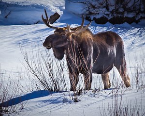 Curious Nature: Romance in the rut — moose mating season is finally here