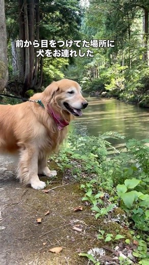 【大型犬の休日】ゴールデンレトリバーと福井・池田町で川遊び！道のオアシス フォーシーズンテラスが最高すぎた🐾