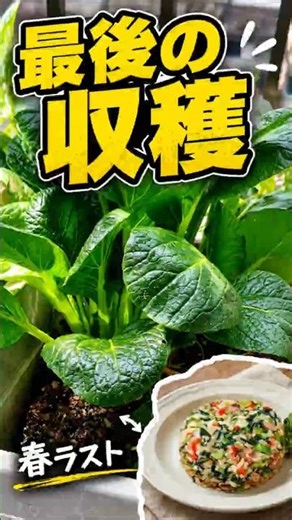 I harvested all of the last of the spring komatsuna (Japanese mustard spinach) and made fried ric...