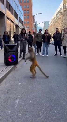 Dancing Monkey SHOCKS Entire Street! 😳🕺🔥 | Professional-Level Moves in Public!