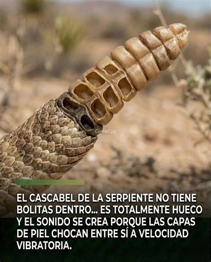 El sonido del cascabel es uno de los avisos más reconocibles y temidos de la naturaleza, pero su funcionamiento real es mucho más extraño de lo que parece. A diferencia de lo que muchos creen, el cascabel no contiene bolitas ni semillas en su interior. En realidad, está formado por una serie de segmentos huecos hechos de queratina, el mismo material de las uñas humanas. Cada vez que la serpiente muda la piel, se añade un nuevo segmento al final de la cola, creando una estructura encajada como pi