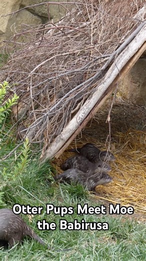 Otter Pups Meet Moe the Babirusa…Goes Exactly as You’d Expect!
