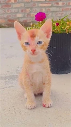 kitty #funny #animation 🥰😙😚