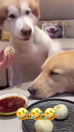 Funny Pet Voiceover Videos
