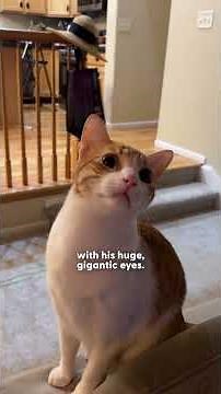 Cat Finally Meets Ceiling Fan He Couldn’t Stop Watching | The Dodo