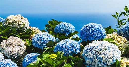 Prune Hydrangeas Like This or Risk No Flowers Next Year