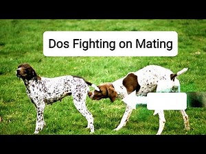 Dog fights on mating | Secrets of Canine Mating Battles