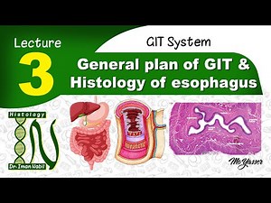 3-Histology of General plan of GIT and esophagus-GIT
