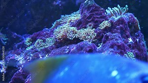 Fishes and beautiful underwater plants in aquarium. View through glass of aquarium