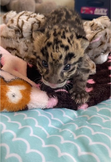 Delightful Sounds of Clouded Leopard Cubs