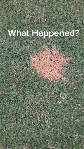 Lawn Problem #fungus #herbicide #dog | Jason Creel - Lawn Care Life