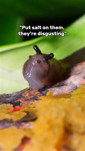 When someone says "Put salt on slugs / snails"