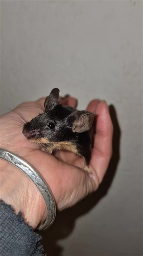 Black Tan 🫶 #maus #fyp #animaloftiktok #animaloftiktok #tiere