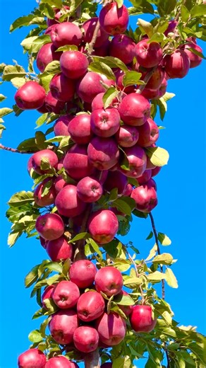 This is the most beautiful apple tree I have ever seen in the world 🍎🌳✨ #appletree #fypシ #apple #viral #everyone #usa #chicago #bdcommunity | It’s Amirah’s Diary