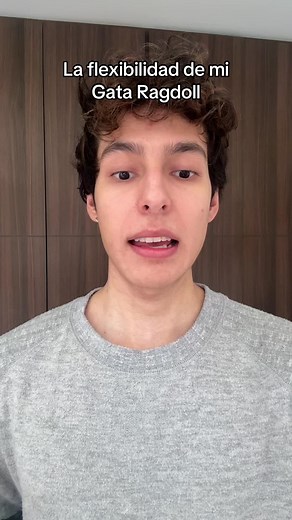 Flexibilidad y Características del Gato Ragdoll