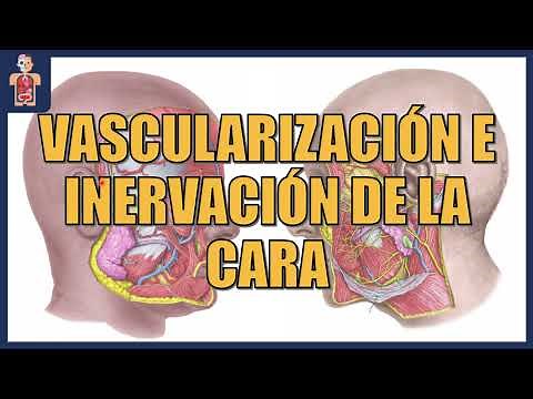 ANATOMÍA - VASCULARIZACIÓN E INERVACIÓN DE LA CARA