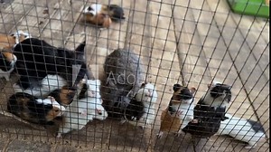 Group of guinea pigs and rabbits in cage, symbol of petting zoo, farm life and animal care.