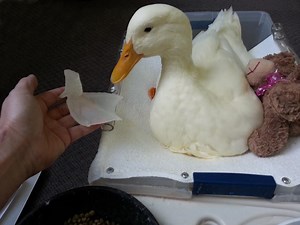 Buttercup the duck walks ‘normally’ thanks to 3D-printed foot