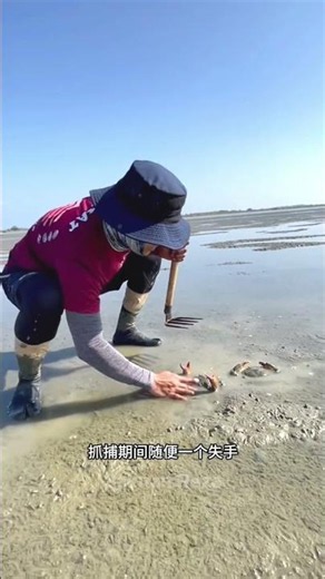 Giant Mud Crab Hunting in Dangerous Mud Flats Amazing Catch #shorts