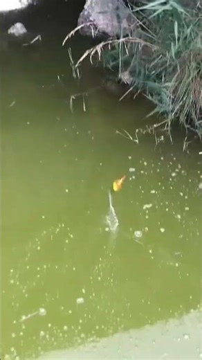 Fish Didn’t See This Coming 😱🐟 #shorts #youtubeshorts #fishhunting #fishcatch