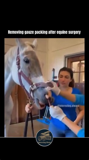 @interesting.always on Instagram: "Gauze packing is a standard surgical and wound-management technique used in both human and veterinary medicine. In equine surgery, it is commonly employed to control bleeding, prevent fluid accumulation, and support healing in large or deep wound cavities, including sinus passages, abscesses, and traumatic injuries. Because horses have large anatomical spaces, gauze packing may involve long, continuous lengths of material rather than small pads. The gauze appli