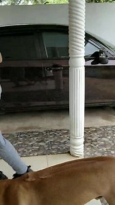 84K views · 442 reactions | My training ❤️❤️❤️❤️ #chicko #ridgeback Chicko - Model Puppy Chanduka Lopez - චන්ඩුක ලෝපෙස් | Chanduka Chiran Smith Lopez | Facebook